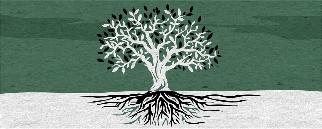 Are Palestinians just Arabs who arrived in the 7th century? Image of an old tree with deep roots.